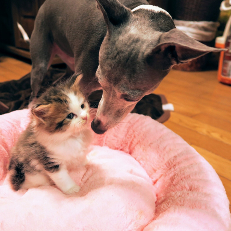 犬と猫